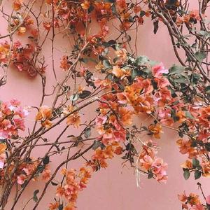 一级视频免费观看
